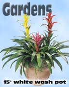 Bromeliad Garden