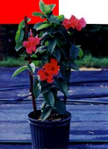 Mandevilla Overwintering a Mandevilla vine