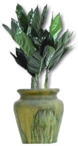 Chamaedorea Metallica, Chamaedorea, indoor plant care house plants