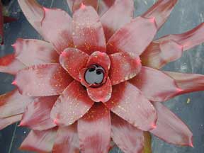 Neoregelia Charm