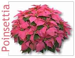 care your poinsettia