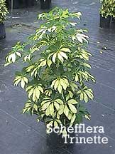 Schefflera arboricola Trinette, variegated arboricola, arb, dwarf scheff