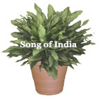 aglaonema song of india