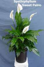 Peace Lily – Spathiphyllum – Removing Flowers