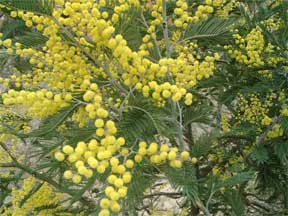 Bright yellow Acacia dealbata in flower bringing eyes to the landscape