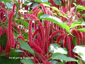 Chenille plant the Red Hot acalypha cattail