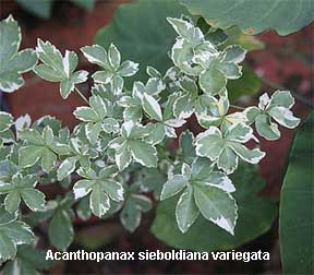 Variegated Acanthopanax sieboldiana