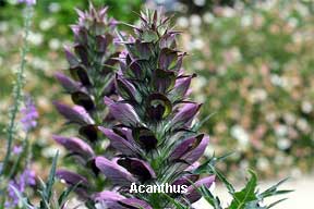 Flowering Acanthus