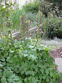 Acanthus in the landscape