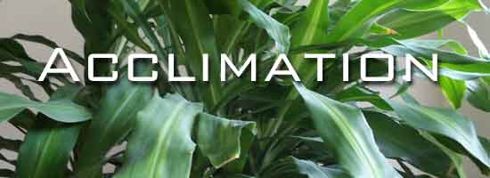 acclimated dracaena leaves