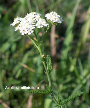 Flowering Achillea millefolium