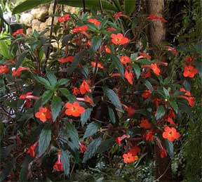 Achimenes erecta flowering