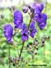 blooming aconitum napellus