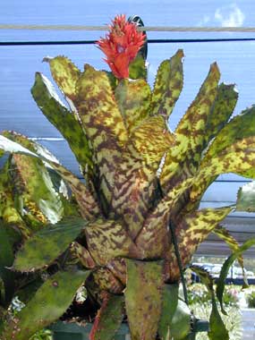 Aechmea orlandiana