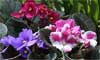 multiple flowered Arican violet