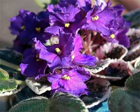 House plant African Violet