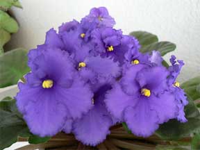 African violet in bloom