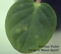 african-violet-spots.jpg