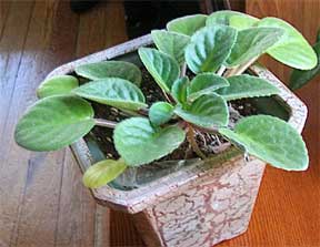 African violet unblooming
