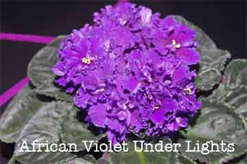 growing under grow lights