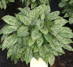 aglaonema chinese evergreen cosmos