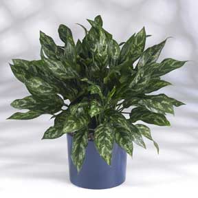 Aglaonema Gemini