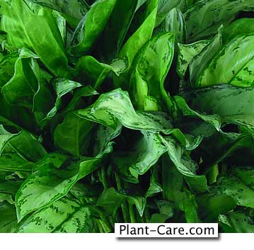aglaonema-low-light.jpg