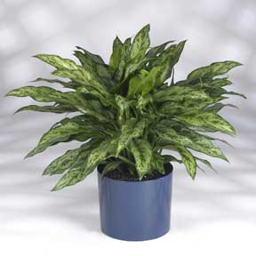 New low light chinese evergreen Algaonema Romeo
