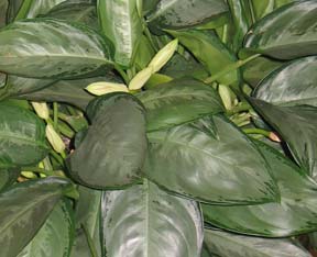 aglaonema-silverado-021107.jpg
