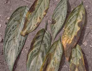 Aglaonema Damage from Ethylene Gas