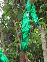 air layered ficus with foil covering moss