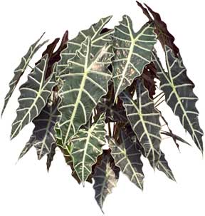 holiday house plants as gifts