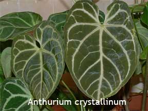 Striking foliage of Anthurium crystallinum