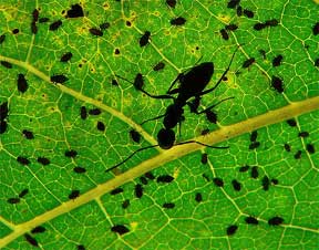 ants farming aphids