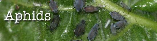aphids close up