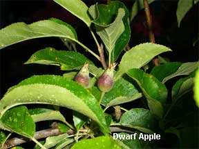 Dwarf Apple