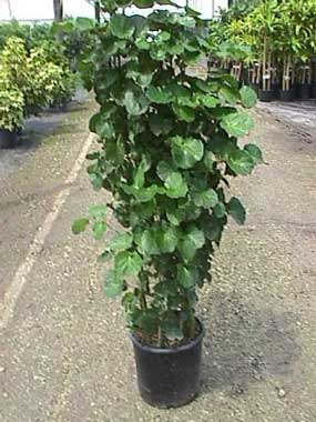 aralia balfour