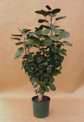 aralia fabian