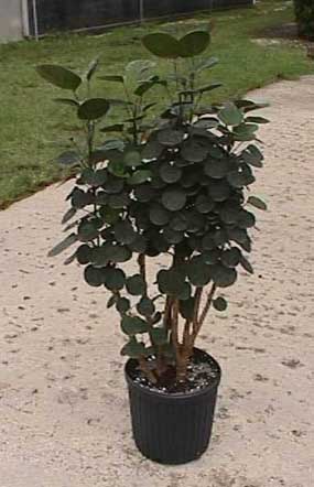 Fabian Aralia Stump
