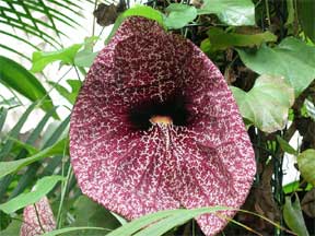 The wild Aristolochia flower