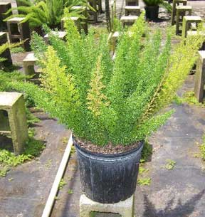 Asparagus Meyerii – The Foxtail Fern