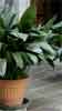 potted aspidistra