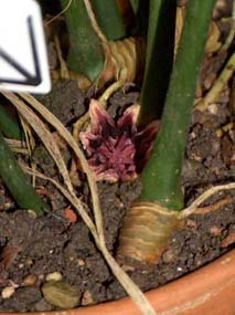 unusual flower of the cast iron
