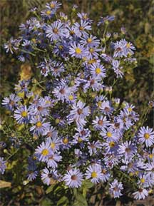 smooth blue aster close up