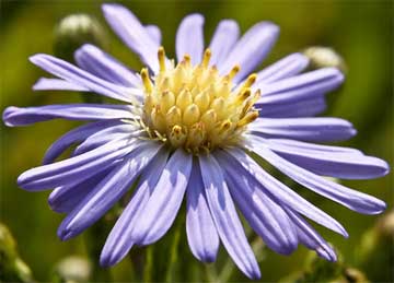 smooth blue aster close up