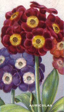 auriculas-wills from Wills Garden Flower Series