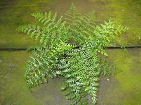 Austral Gem Fern