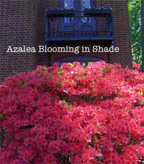  Result for http://images.plant-care.com/azalea-bloom-in-shade.jpg