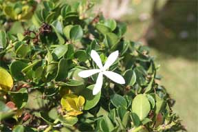 Bearberry - Arctostaphylos uva-ursi