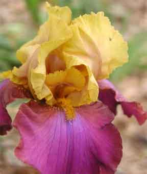 Old fashioned bearded iris